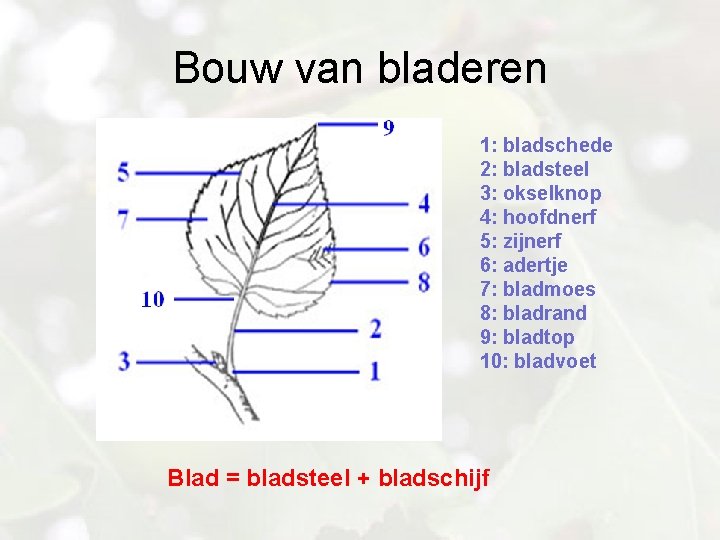 Bouw van bladeren 1: bladschede 2: bladsteel 3: okselknop 4: hoofdnerf 5: zijnerf 6: