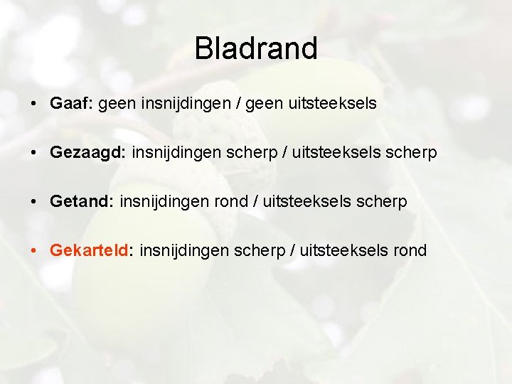 Bladrand • Gaaf: geen insnijdingen / geen uitsteeksels • Gezaagd: insnijdingen scherp / uitsteeksels