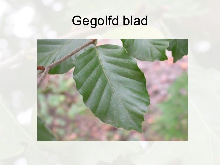 Gegolfd blad 