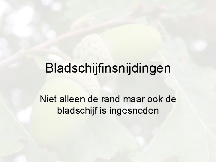 Bladschijfinsnijdingen Niet alleen de rand maar ook de bladschijf is ingesneden 