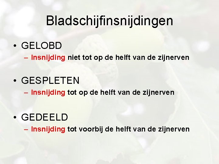 Bladschijfinsnijdingen • GELOBD – Insnijding niet tot op de helft van de zijnerven •