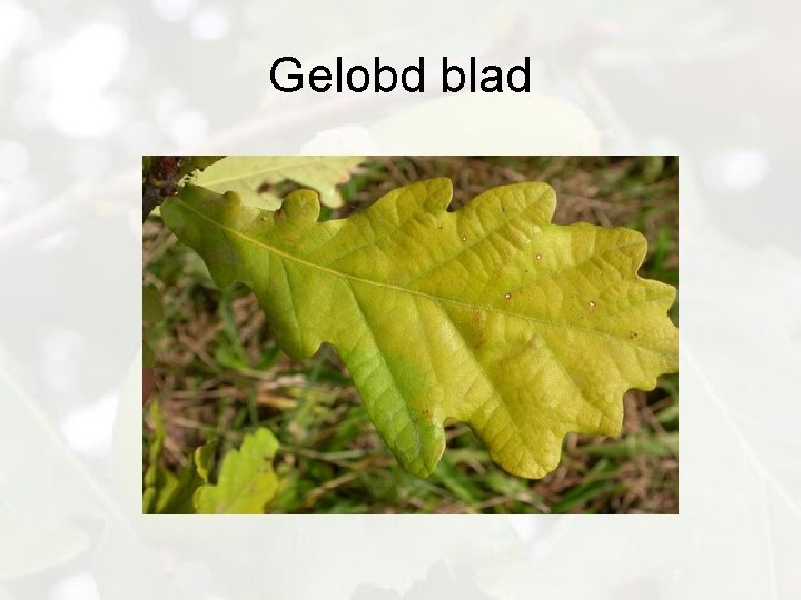 Gelobd blad 