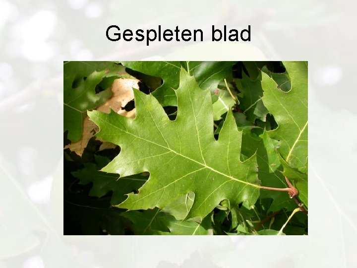 Gespleten blad 