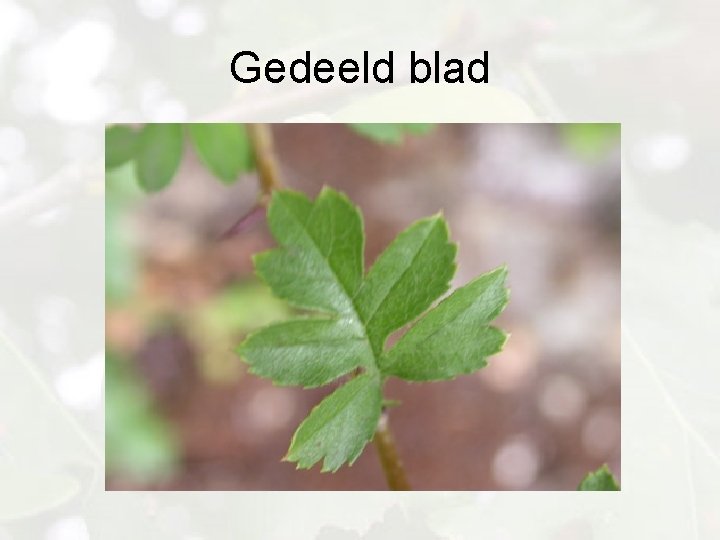 Gedeeld blad 