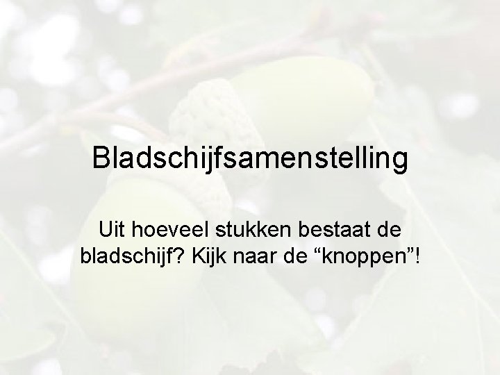 Bladschijfsamenstelling Uit hoeveel stukken bestaat de bladschijf? Kijk naar de “knoppen”! 