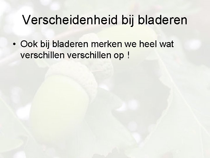 Verscheidenheid bij bladeren • Ook bij bladeren merken we heel wat verschillen op !