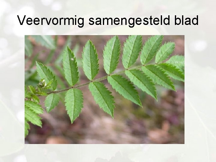 Veervormig samengesteld blad 