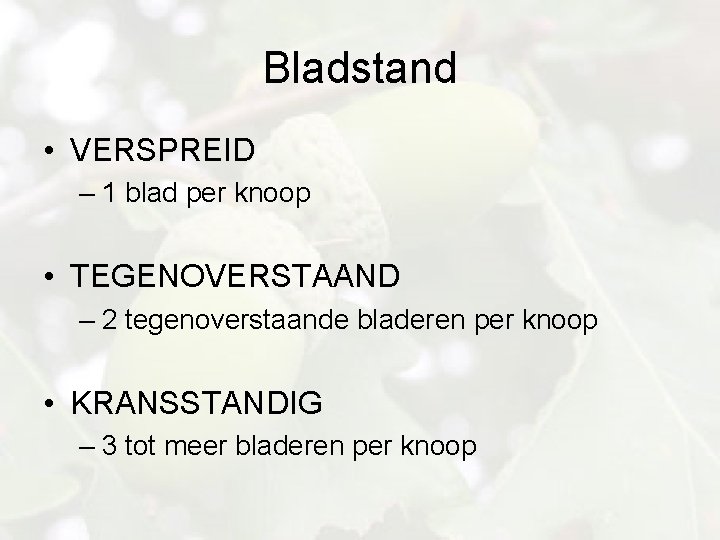 Bladstand • VERSPREID – 1 blad per knoop • TEGENOVERSTAAND – 2 tegenoverstaande bladeren