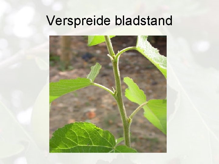 Verspreide bladstand 