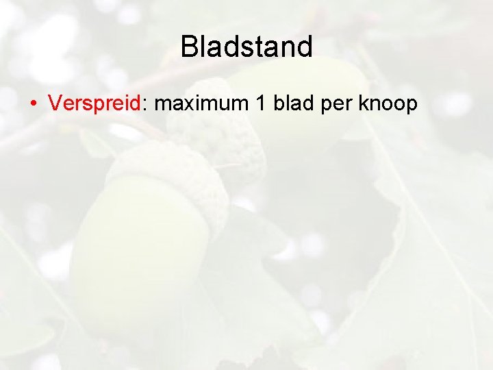 Bladstand • Verspreid: maximum 1 blad per knoop 