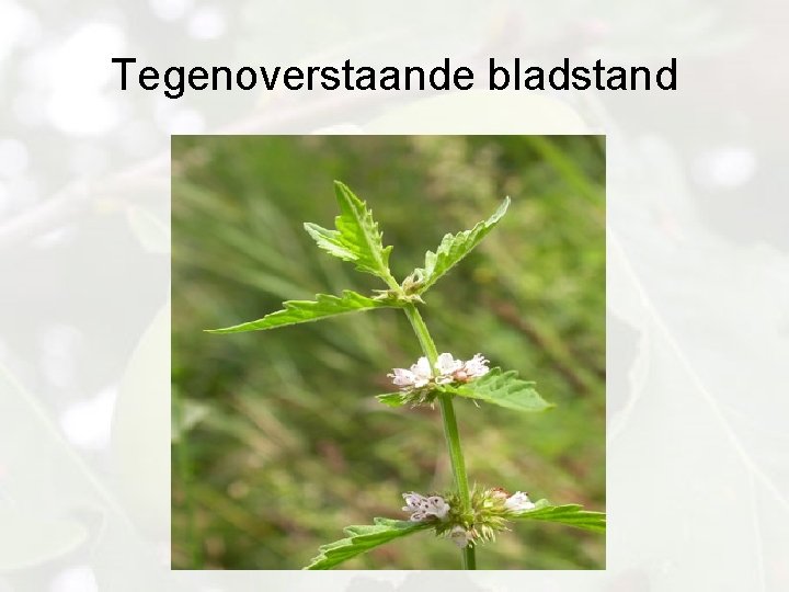 Tegenoverstaande bladstand 