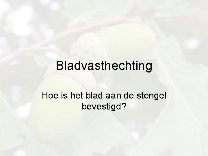 Bladvasthechting Hoe is het blad aan de stengel bevestigd? 