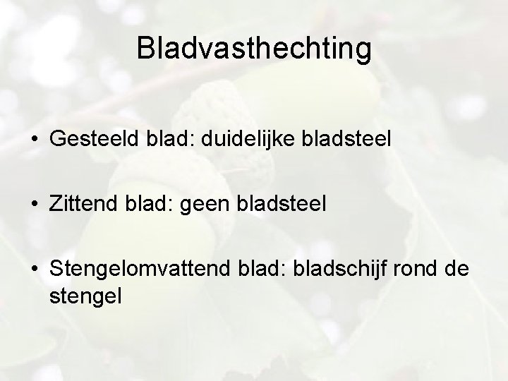 Bladvasthechting • Gesteeld blad: duidelijke bladsteel • Zittend blad: geen bladsteel • Stengelomvattend blad: