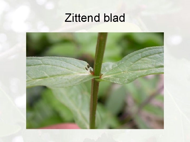 Zittend blad 