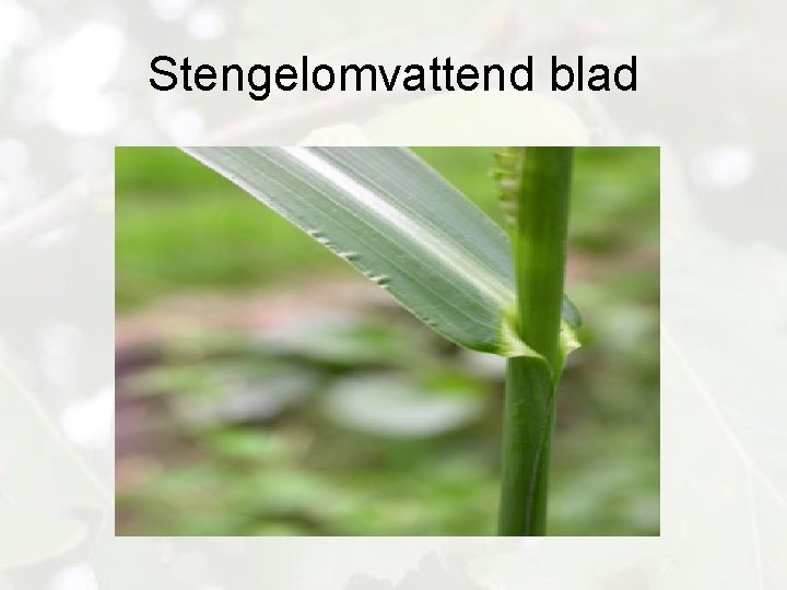 Stengelomvattend blad 