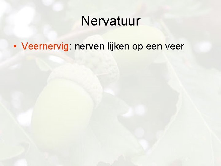 Nervatuur • Veernervig: nerven lijken op een veer 