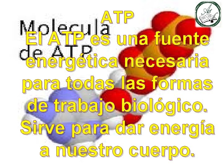 ATP El ATP es una fuente energética necesaria para todas las formas de trabajo