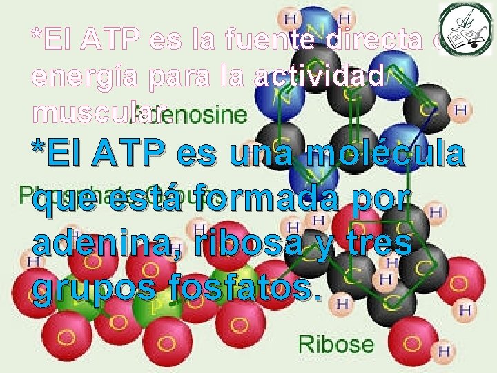 *El ATP es la fuente directa de energía para la actividad muscular. *El ATP