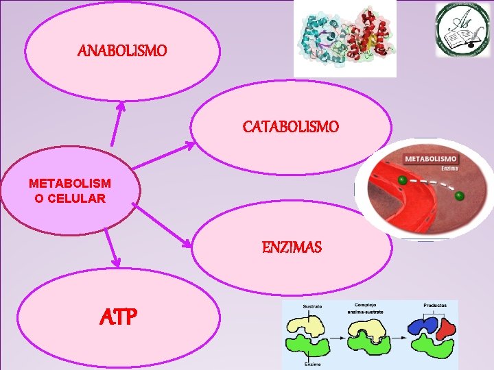 ANABOLISMO CATABOLISMO . METABOLISM O CELULAR ENZIMAS ATP 