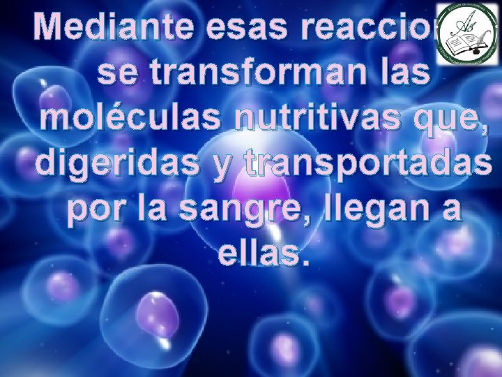 Mediante esas reacciones se transforman las moléculas nutritivas que, digeridas y transportadas por la