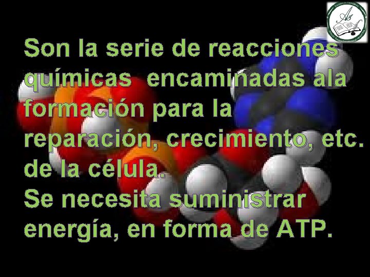 Son la serie de reacciones químicas encaminadas ala formación para la reparación, crecimiento, etc.