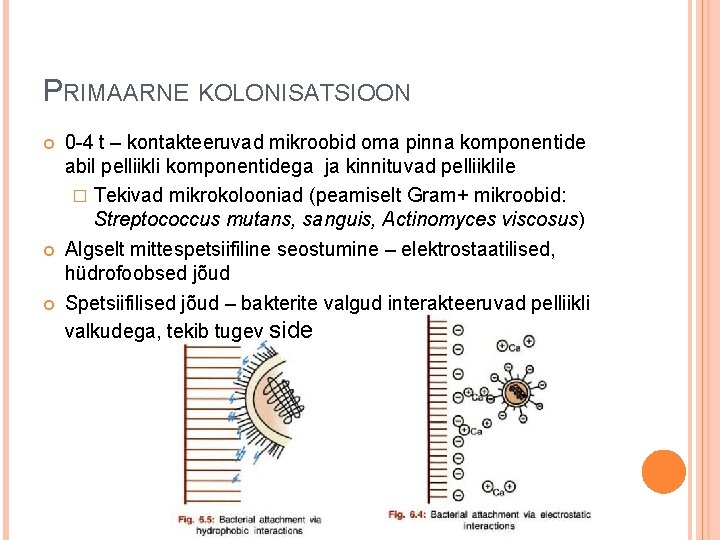 PRIMAARNE KOLONISATSIOON 0 -4 t – kontakteeruvad mikroobid oma pinna komponentide abil pelliikli komponentidega