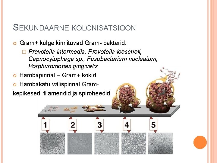 SEKUNDAARNE KOLONISATSIOON Gram+ külge kinnituvad Gram- bakterid: � Prevotella intermedia, Prevotella loescheii, Capnocytophaga sp.