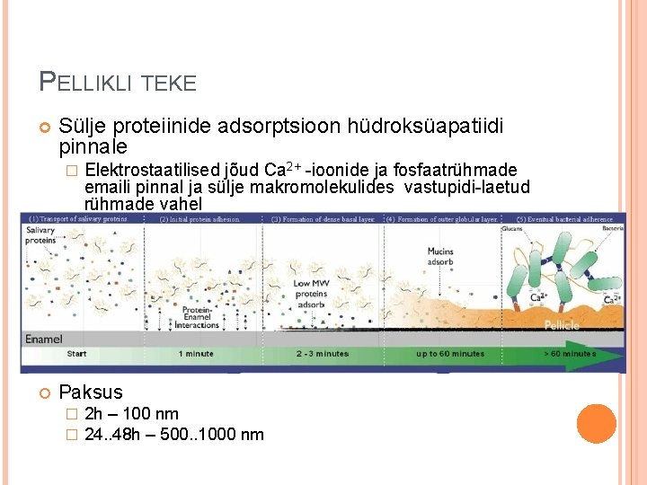 PELLIKLI TEKE Sülje proteiinide adsorptsioon hüdroksüapatiidi pinnale � Elektrostaatilised jõud Ca 2+ -ioonide ja