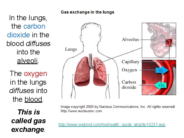 In the lungs, the carbon dioxide in the blood diffuses into the alveoli. The