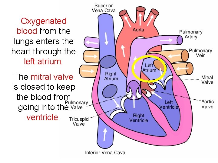 Oxygenated blood from the lungs enters the heart through the left atrium. The mitral