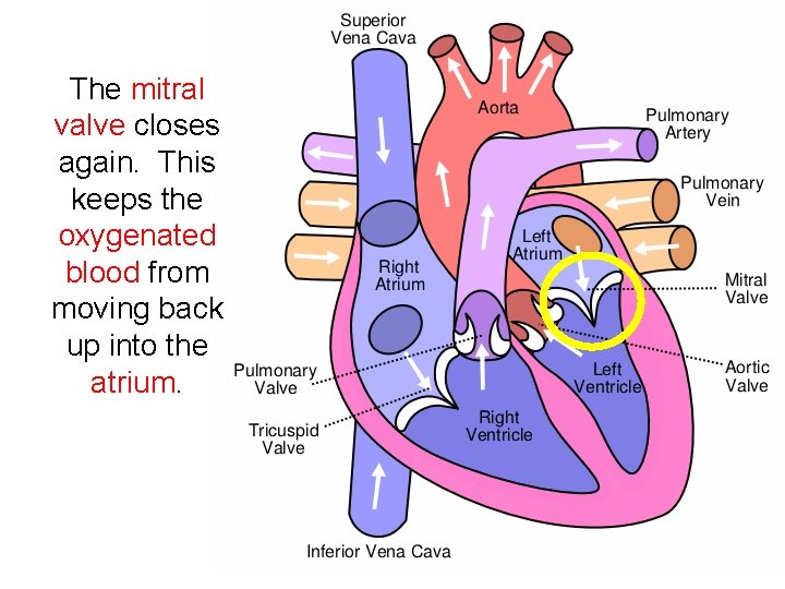 The mitral valve closes again. This keeps the oxygenated blood from moving back up