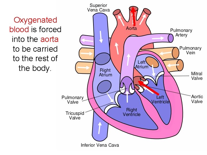 Oxygenated blood is forced into the aorta to be carried to the rest of