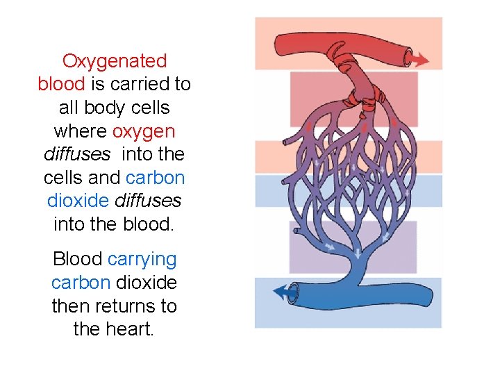 Oxygenated blood is carried to all body cells where oxygen diffuses into the cells