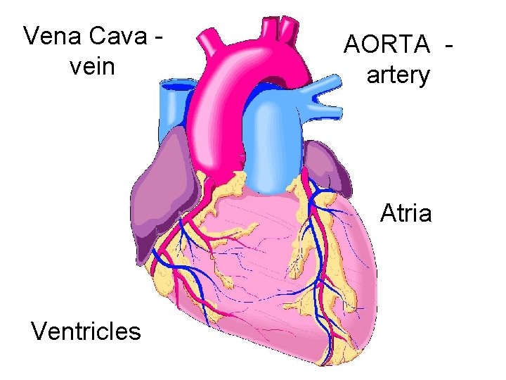 Vena Cava vein AORTA artery Atria Ventricles 
