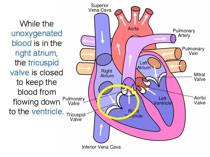 While the unoxygenated blood is in the right atrium, the tricuspid valve is closed