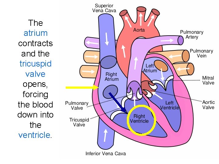 The atrium contracts and the tricuspid valve opens, forcing the blood down into the