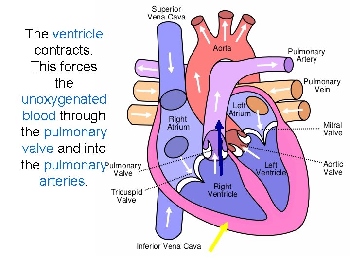 The ventricle contracts. This forces the unoxygenated blood through the pulmonary valve and into