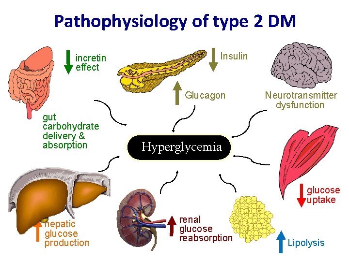Pathophysiology of type 2 DM incretin effect Insulin Glucagon gut carbohydrate delivery & absorption
