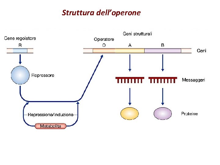 Struttura dell’operone 