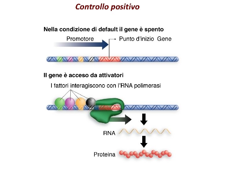 Controllo positivo 