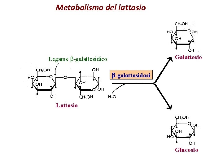 Metabolismo del lattosio Galattosio Legame b-galattosidico b-galattosidasi Lattosio Glucosio 