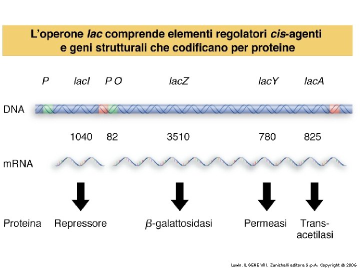 Lewin, IL GENE VIII, Zanichelli editore S. p. A. Copyright © 2006 