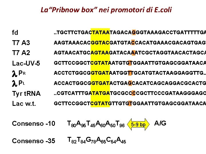 La“Pribnow box” nei promotori di E. coli fd . . TGCTTCTGACTATAATAGACAGGGTAAAGACCTGATTTTTGA T 7 A