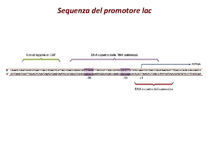 Sequenza del promotore lac 