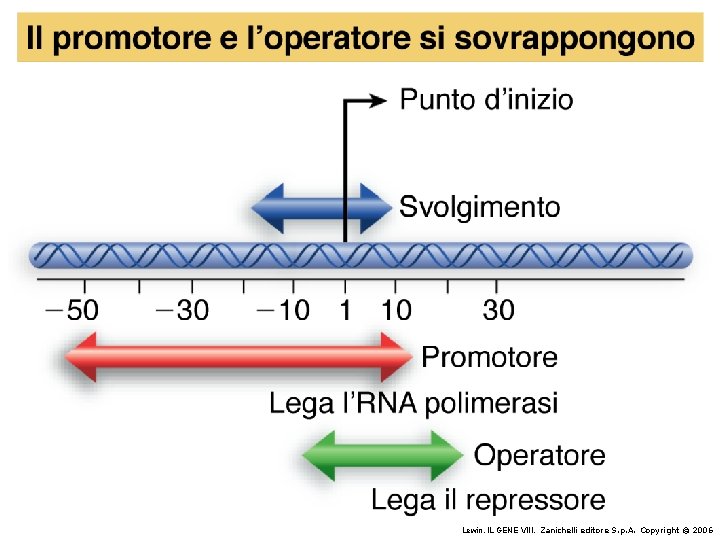 Lewin, IL GENE VIII, Zanichelli editore S. p. A. Copyright © 2006 