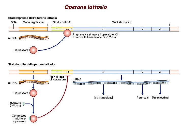 Operone lattosio 