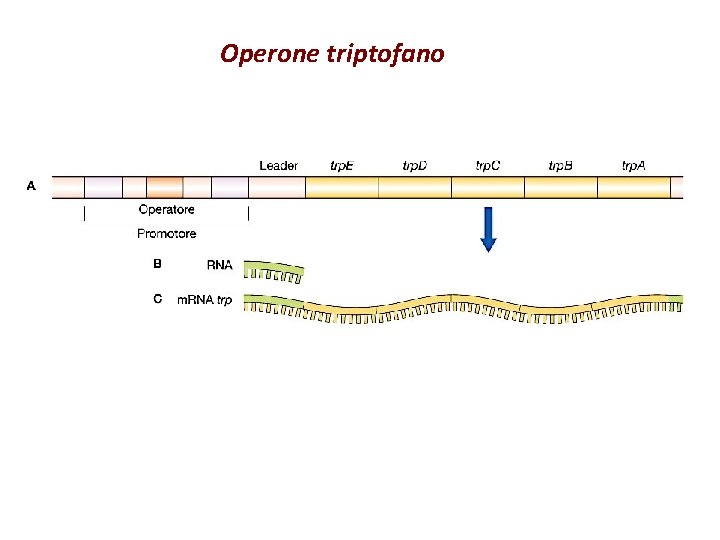 Operone triptofano 