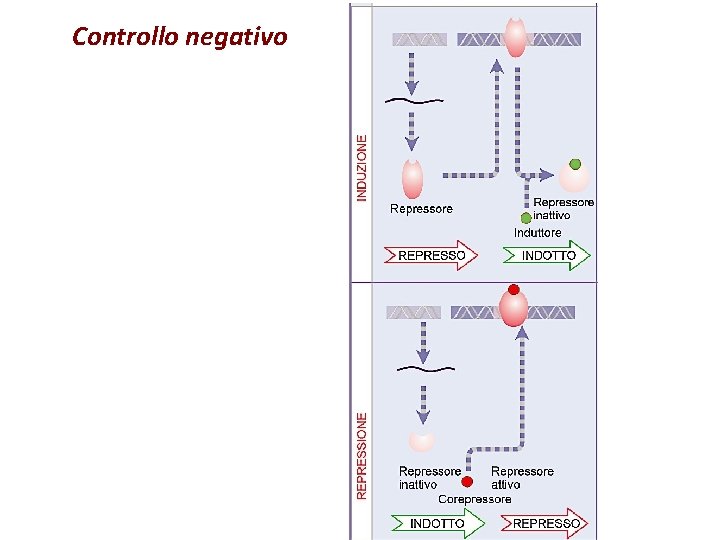 Controllo negativo 