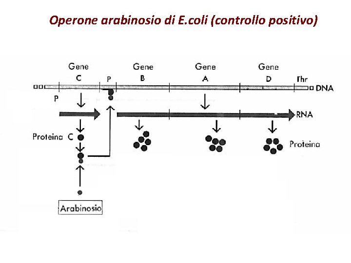 Operone arabinosio di E. coli (controllo positivo) 