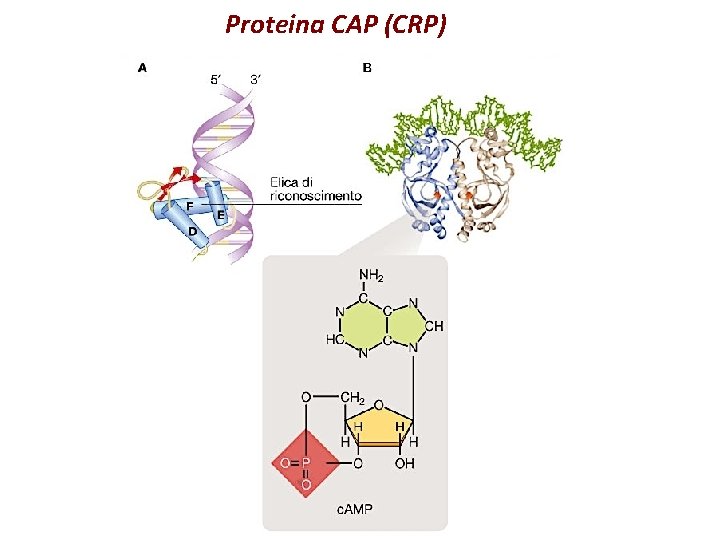 Proteina CAP (CRP) 
